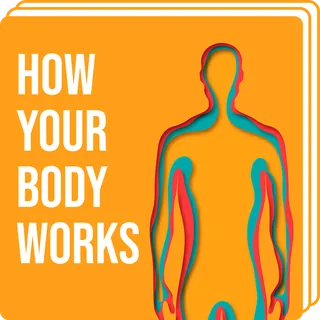 How your Body Works